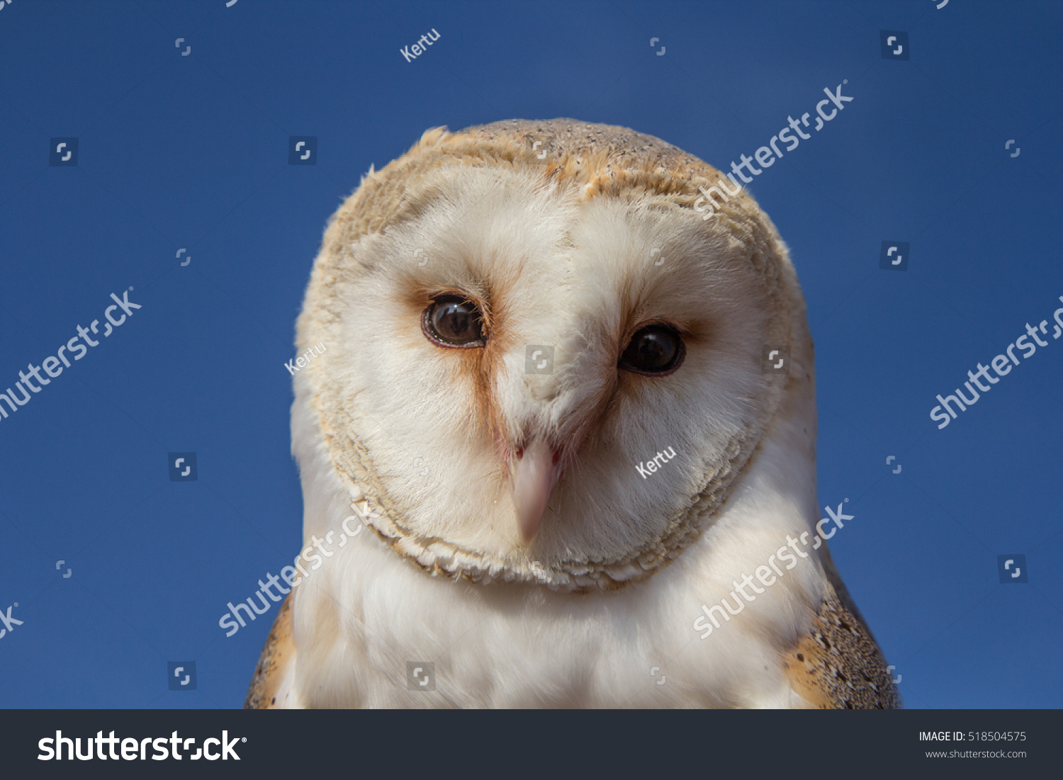 Flying Female Barn Owl During Falconry Stock Photo Edit Now