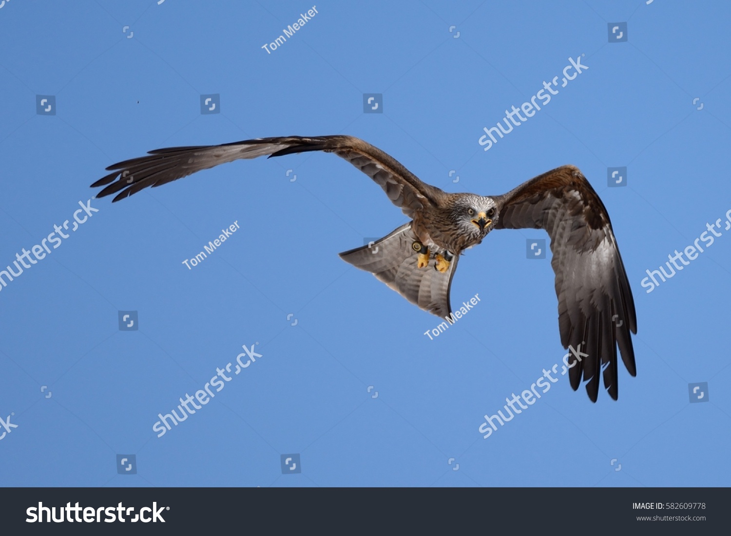 Flying Falcon Stock Photo 582609778 | Shutterstock