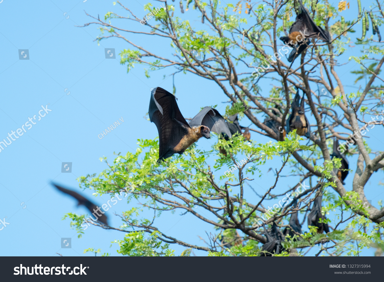 Flying Fox Bat Stock Photo (Edit Now) 1327315994