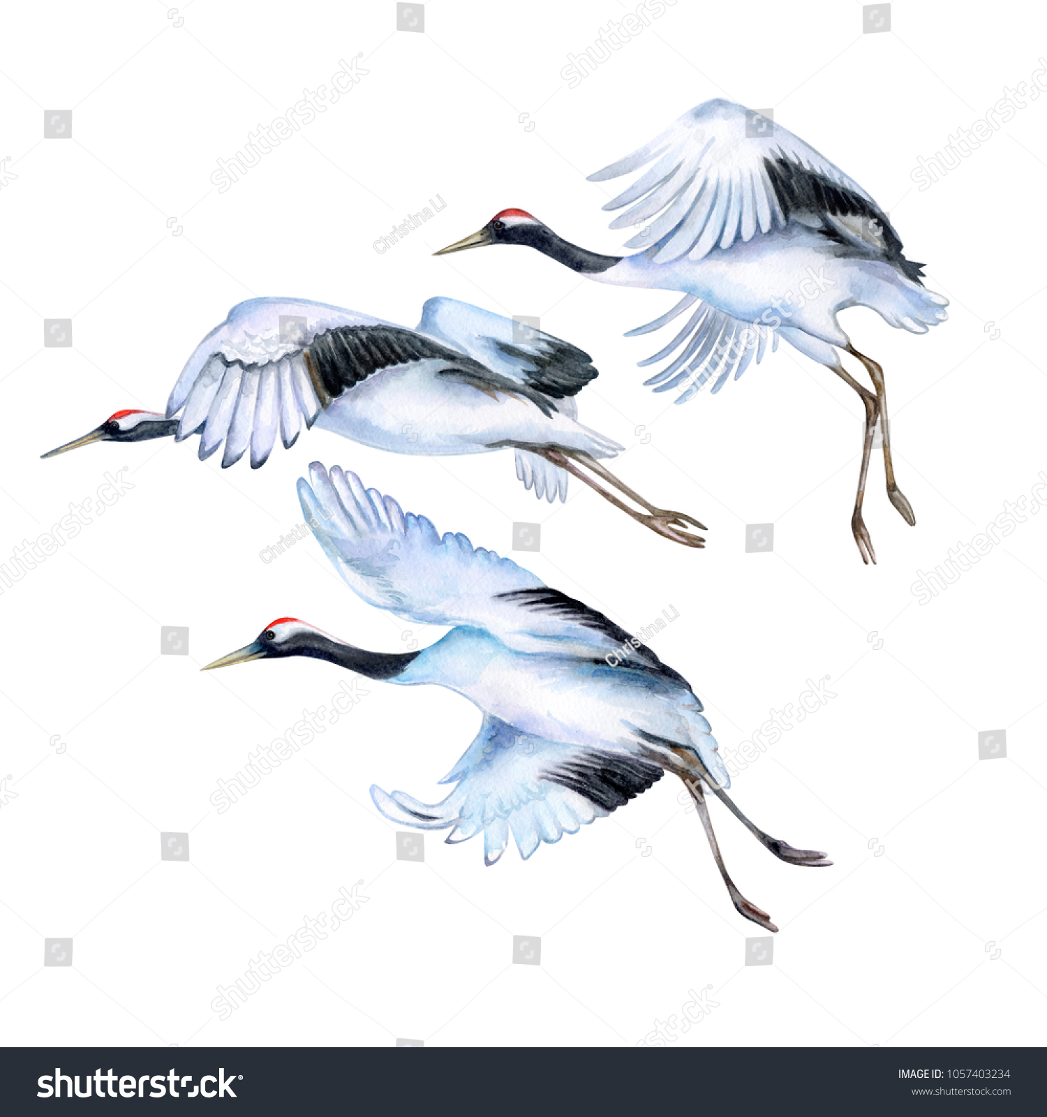 Flying Japanese Cranes Isolated On White Stock Illustration 1057403234 ...