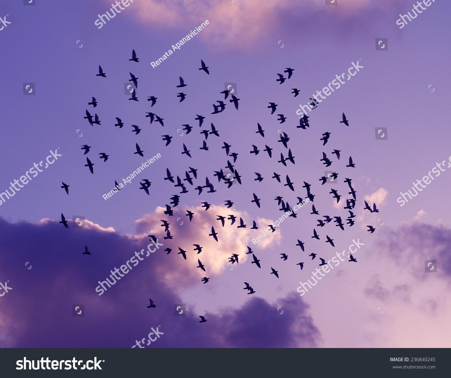 Purple Mood flying pigeons purple sky background popular stock photo 236840245 Purple Mood flying pigeons purple sky background popular stock photo 236840245