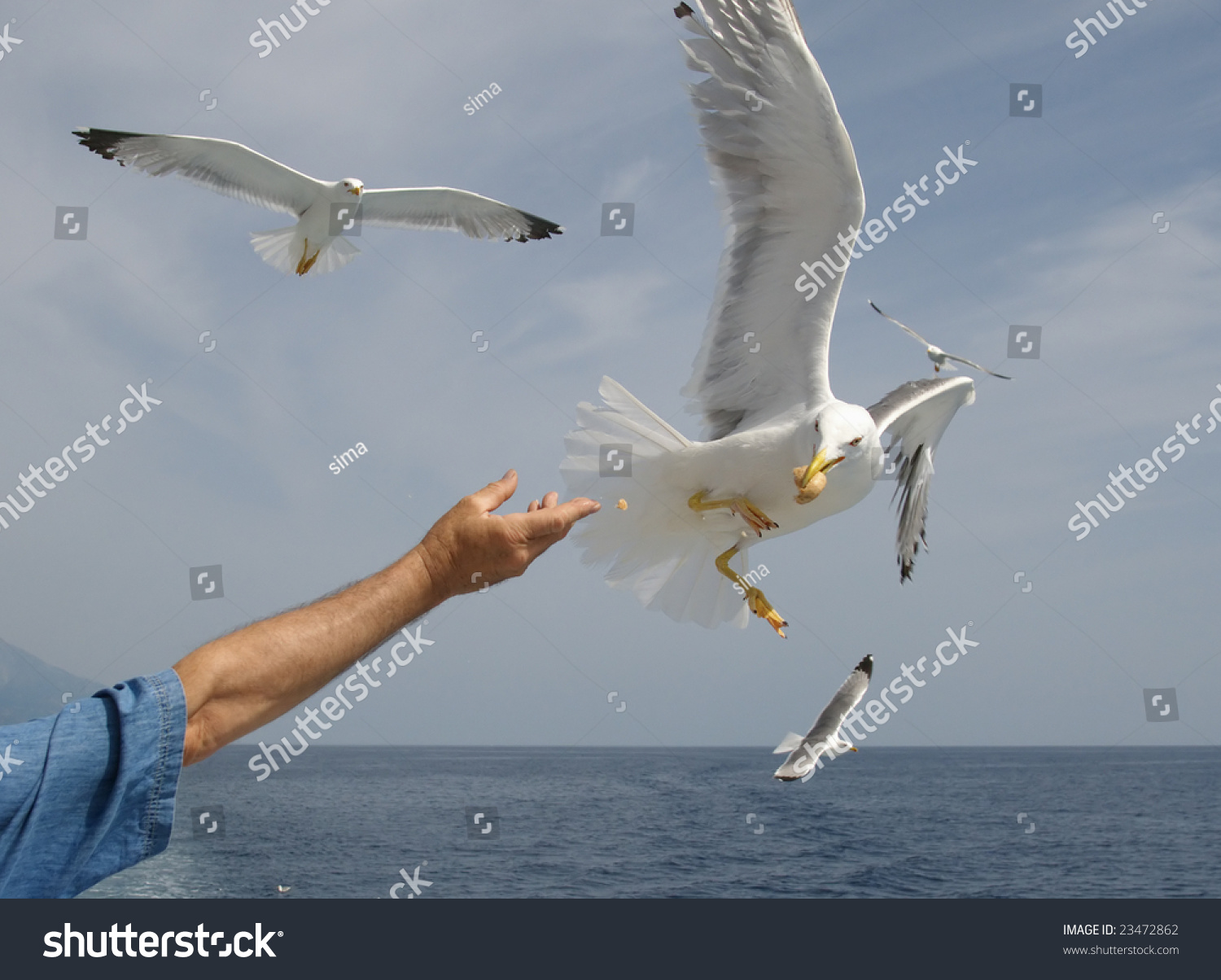 Flying Seagull Taking Food Human Hand Stock Photo 23472862 - Shutterstock