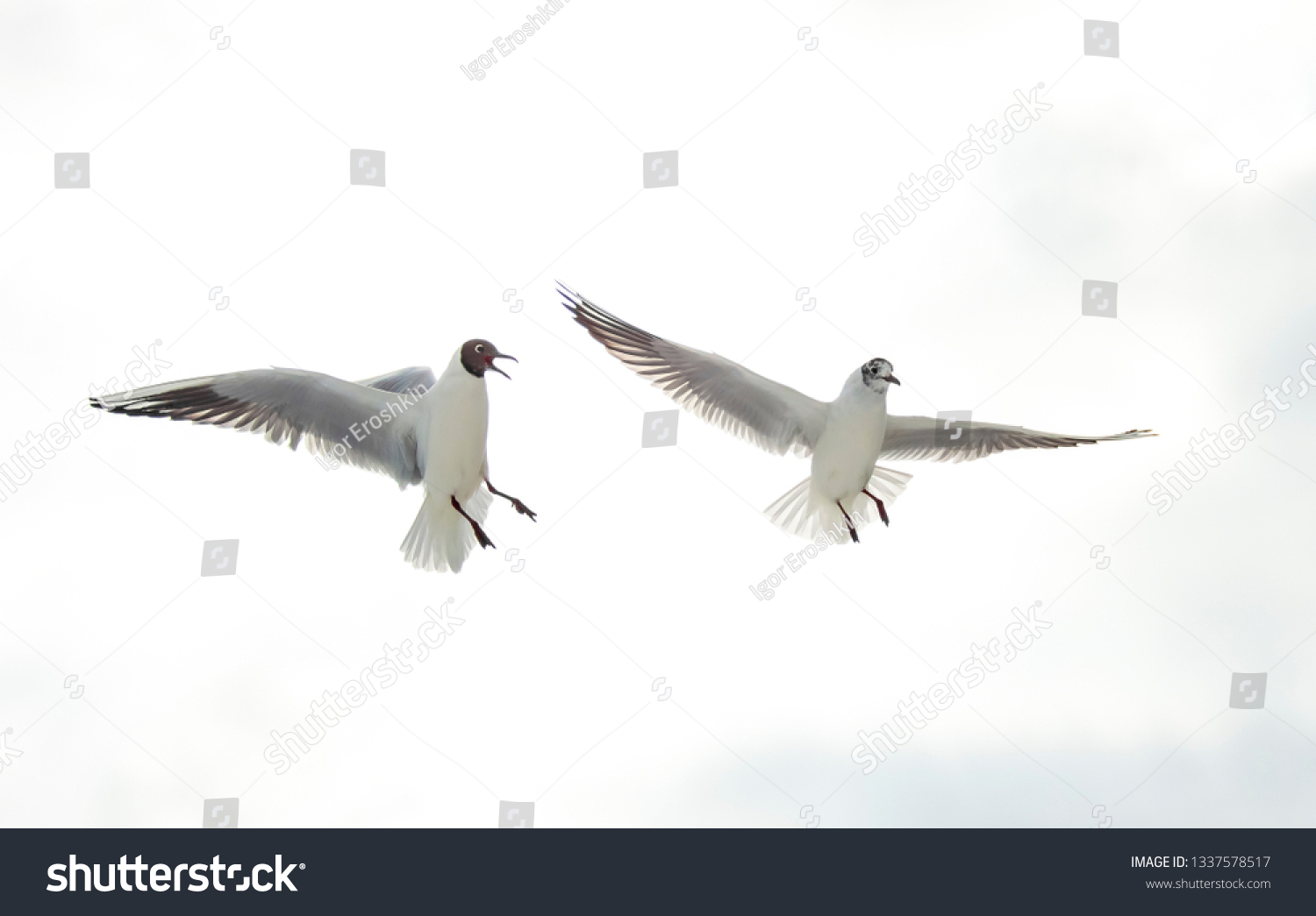 848 Imágenes De Gull Cry - Imágenes, Fotos Y Vectores De Stock ...