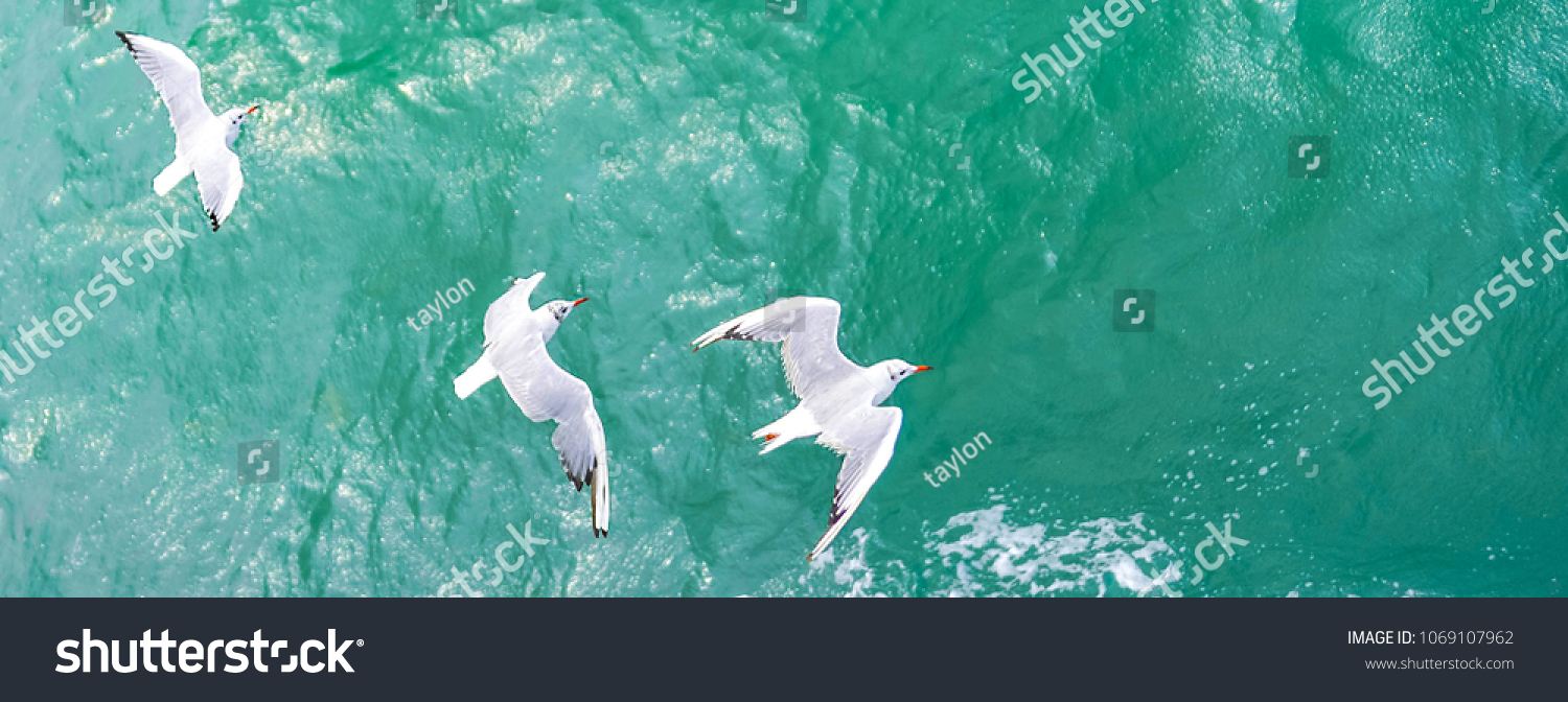 飛ぶカモメ 上面図のシルエット 鳥は海を飛ぶ 深い青い海にカモメが浮かぶ カモメが魚を狩りに行く 果てしなく広がる空気にカモメ 無料飛行 の写真素材 今すぐ編集