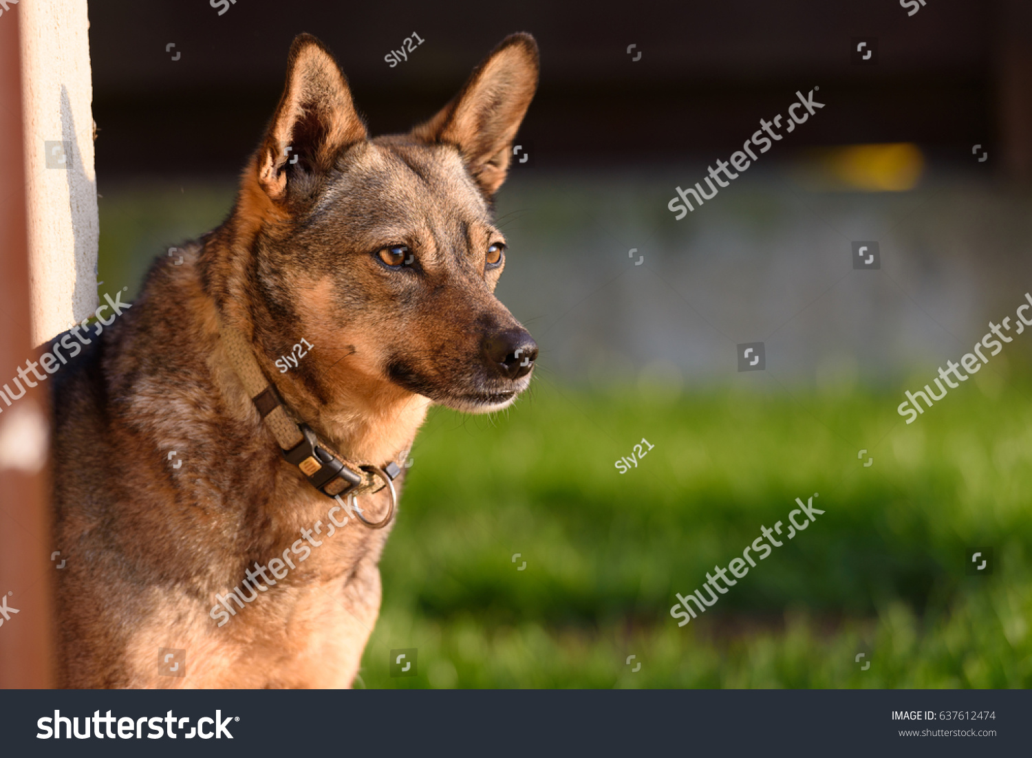 Focused Dog Ready Attack Stock Photo Edit Now 637612474