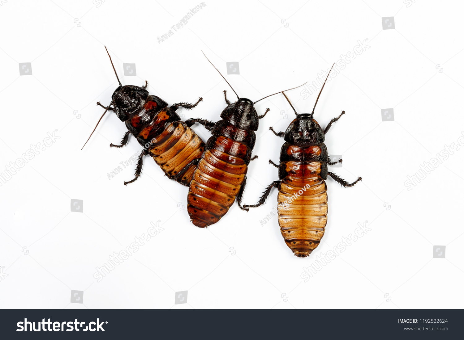 Fodder Insects Madagascar Cockroaches Feed Your Stock Photo 1192522624 ...