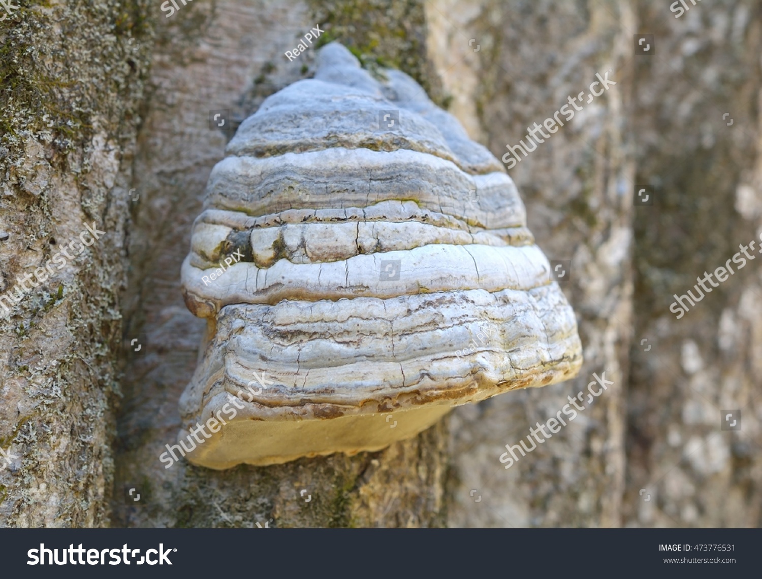 Fungus false tinder Phellinus tuberous