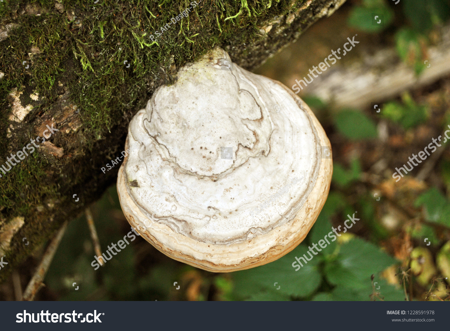 Fungus false tinder Trade Cramp