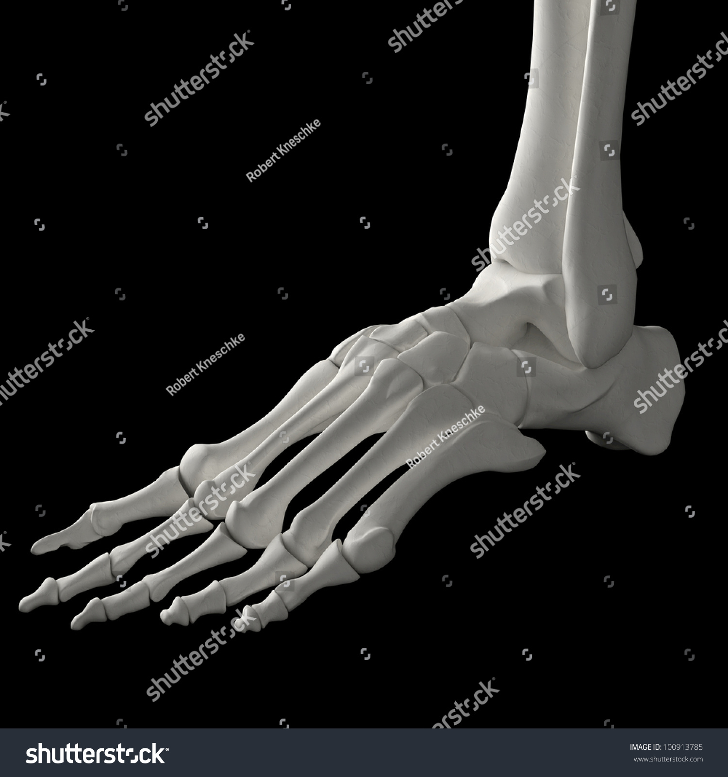 Foot Bones 3d Human Skeleton Stock Illustration 100913785