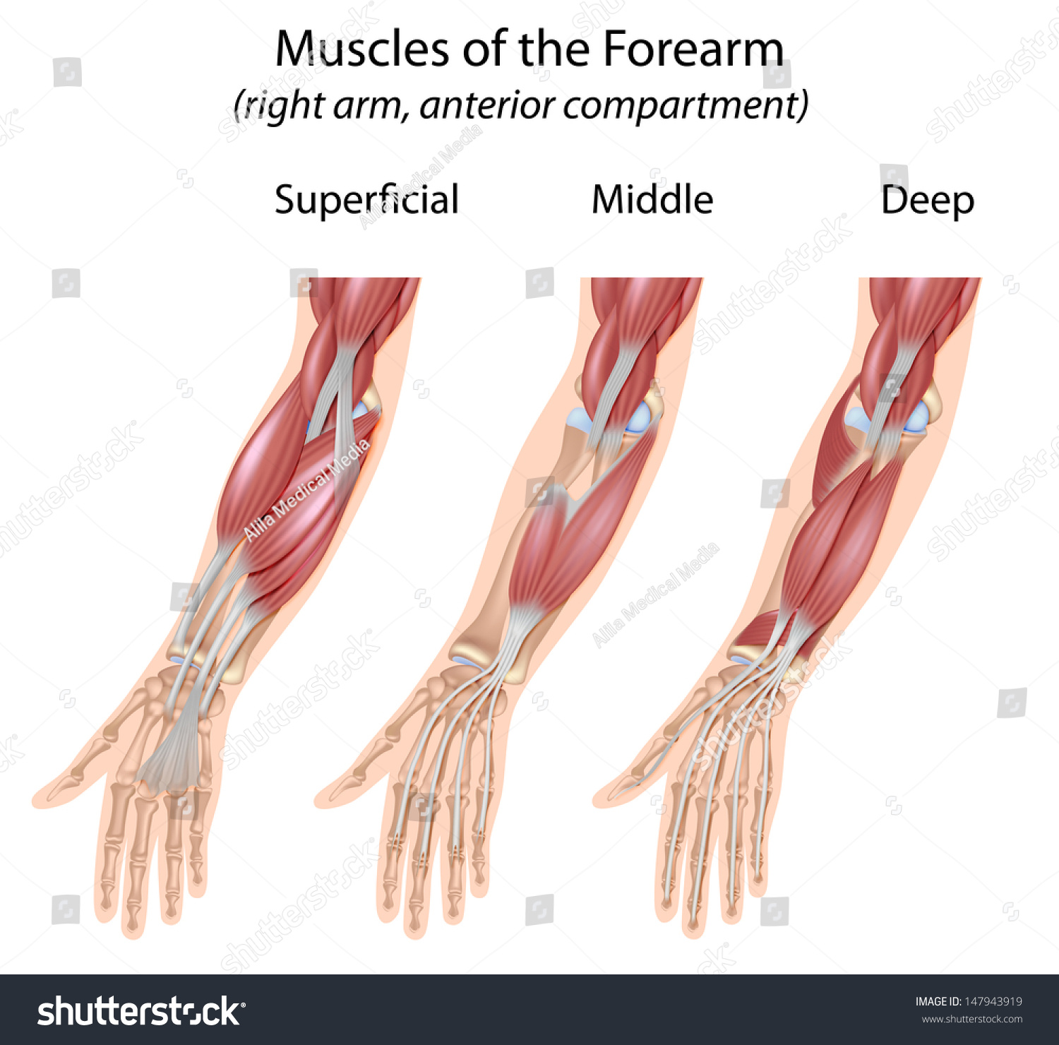 Arm Muscles Diagram Unlabeled Forearm Muscles Dorsal - vrogue.co