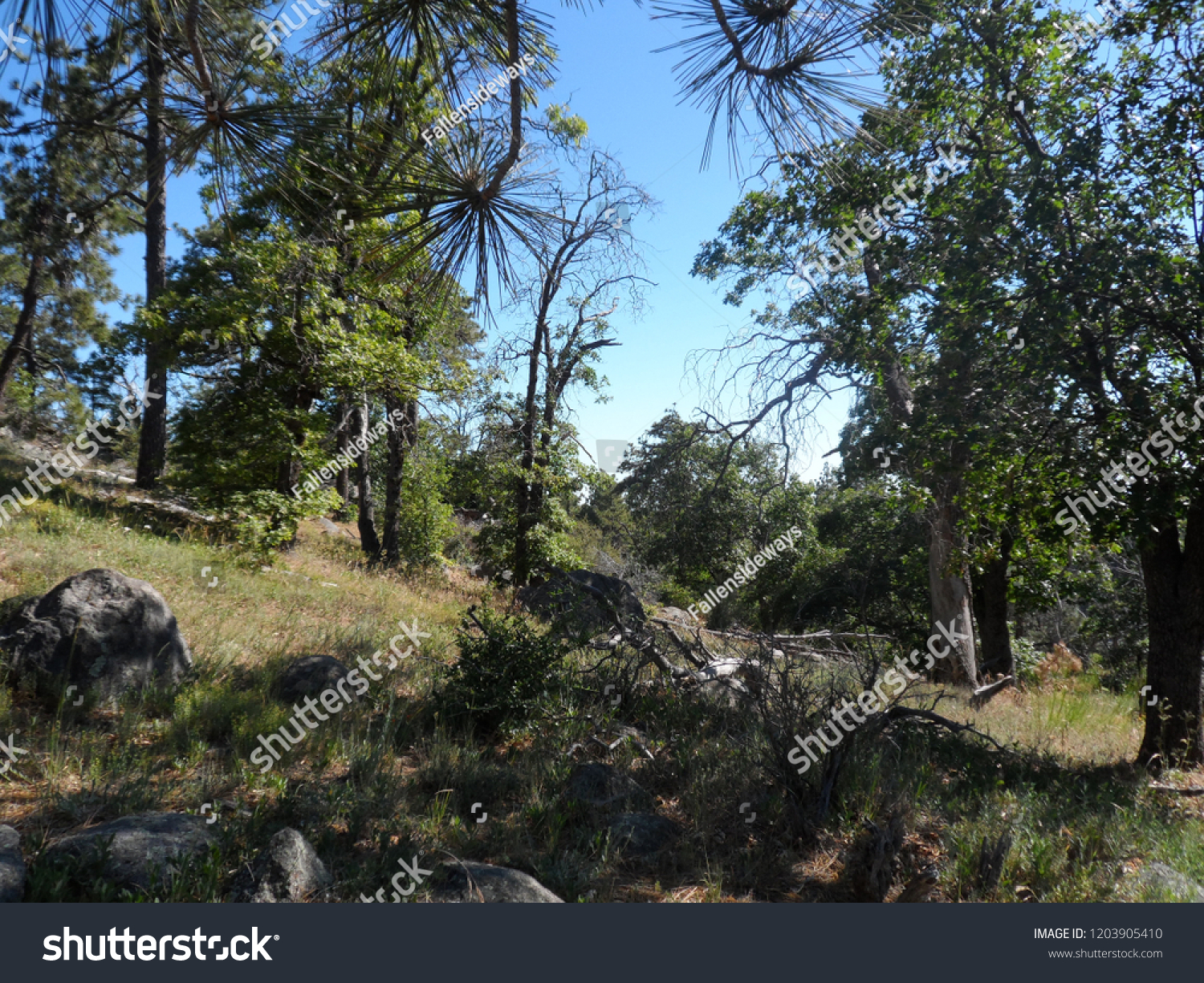 Forest Pine Valley Ca Stock Photo Edit Now 1203905410