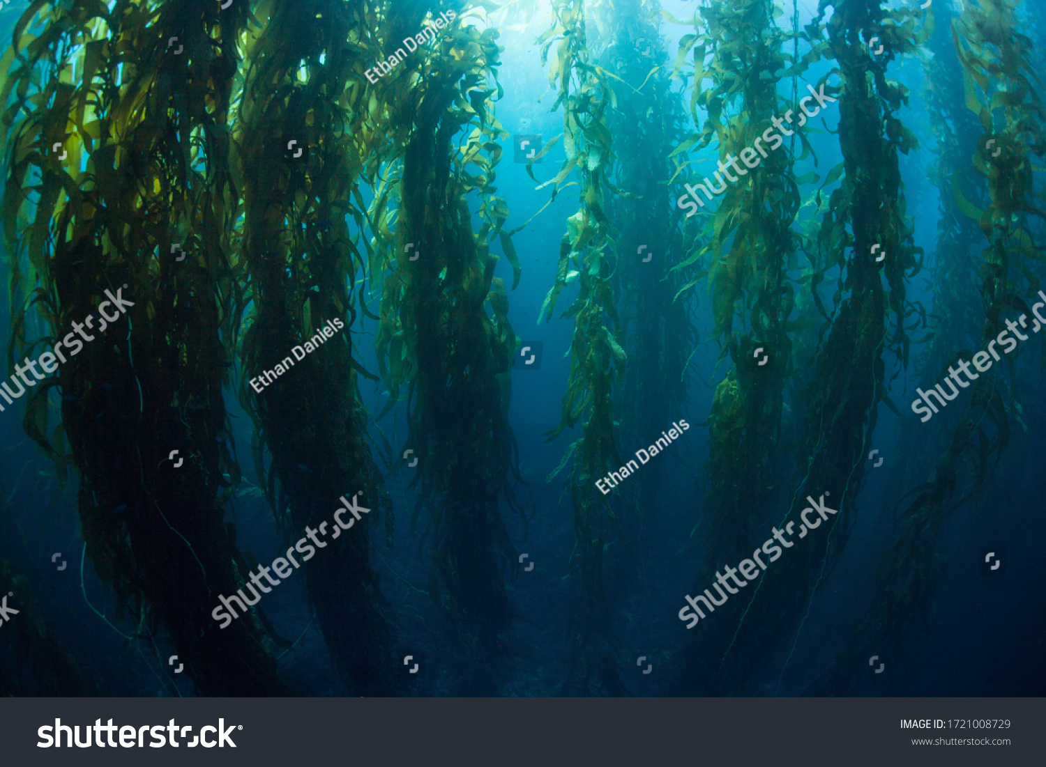 1,899 Underwater kelp forest Images, Stock Photos & Vectors | Shutterstock