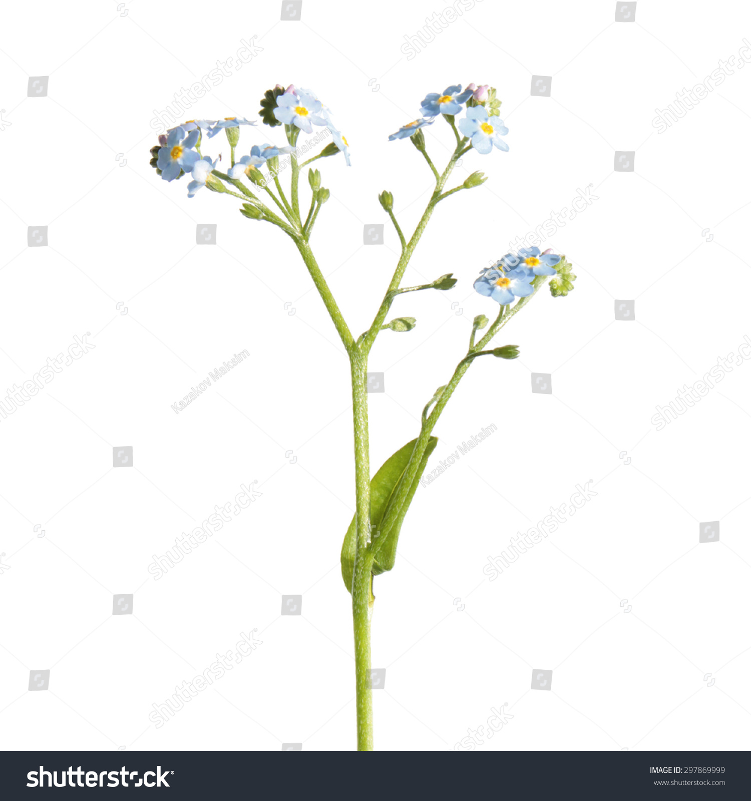 Forget-Me-Not Flower Isolated On White Stock Photo 297869999 : Shutterstock