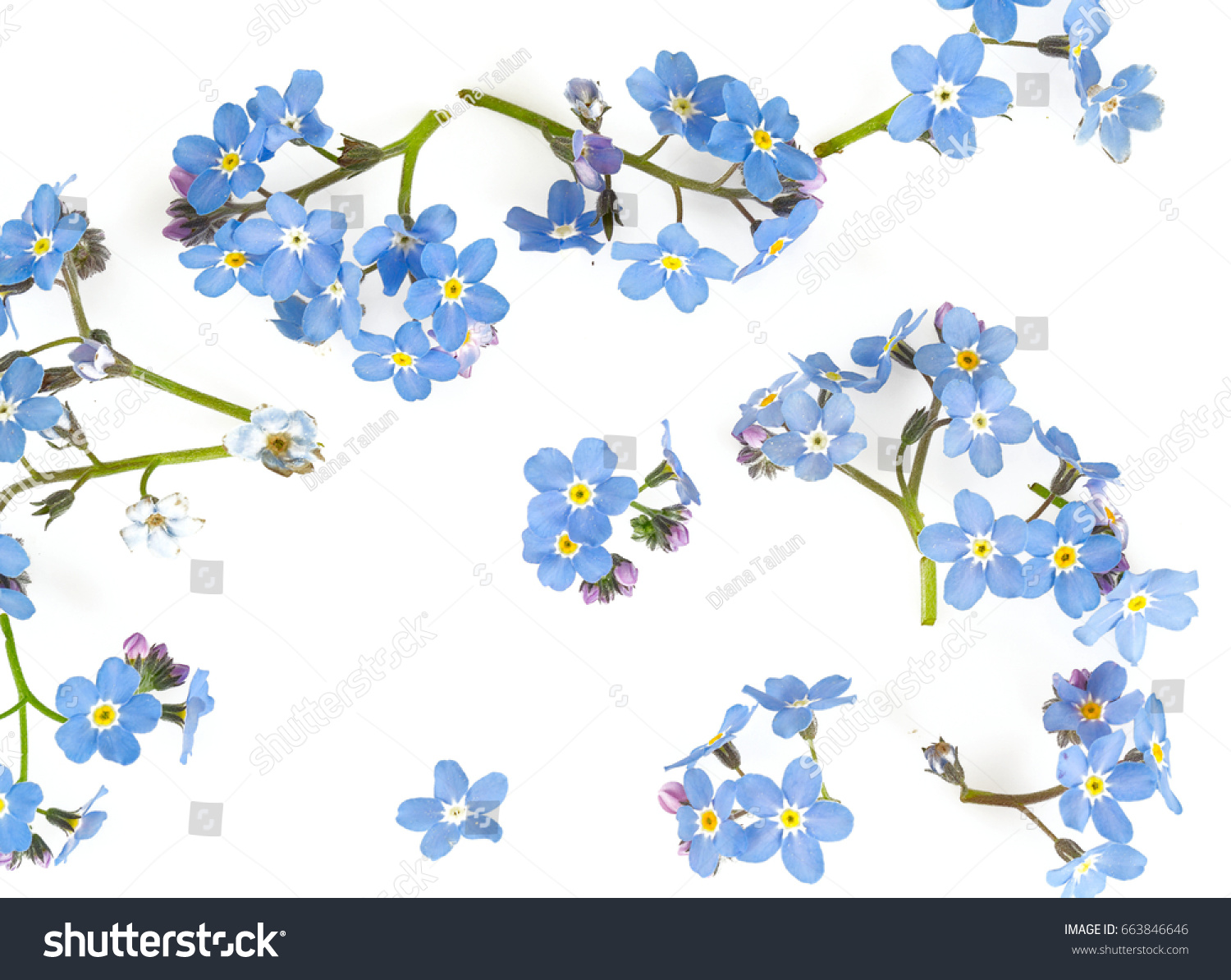 Forgetmenot Flower Isolated On White Stock Photo (Edit Now) 663846646