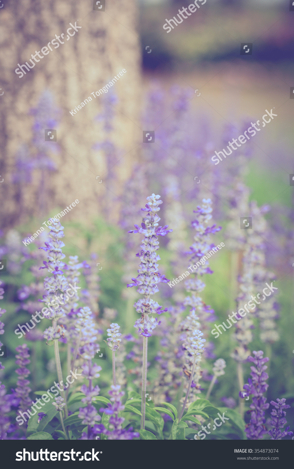 Forget Me Not Flower Purple Soft Stock Photo Edit Now