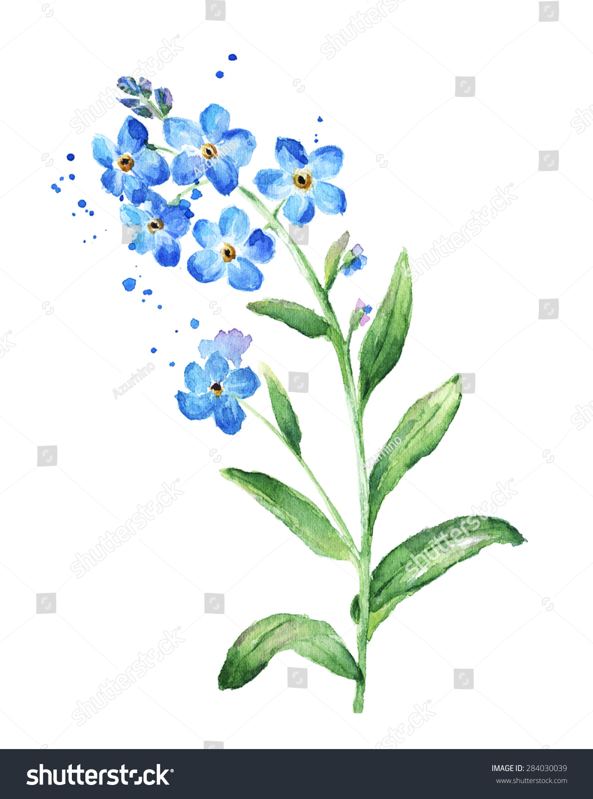 Forget Me Not Flower Watercolor 库存插图