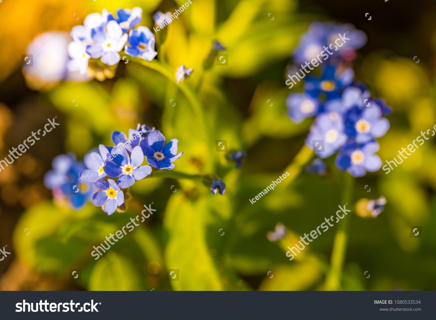 forget-me-not-sunlight-blurred-background-stock-photo-1080533534