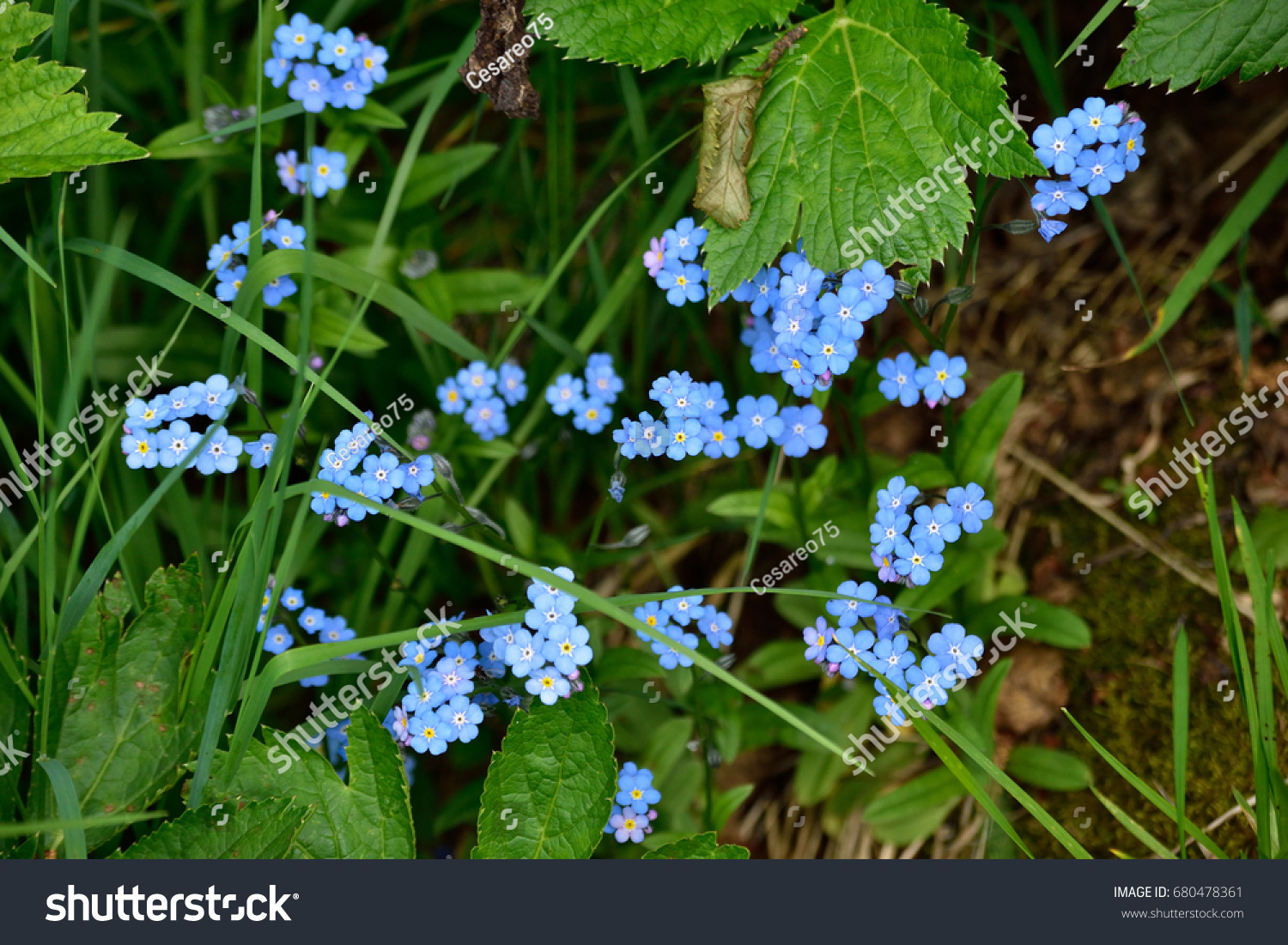 Forgetmenot Myosotis Flower Val Duron Alps Animals Wildlife Stock Image 680478361