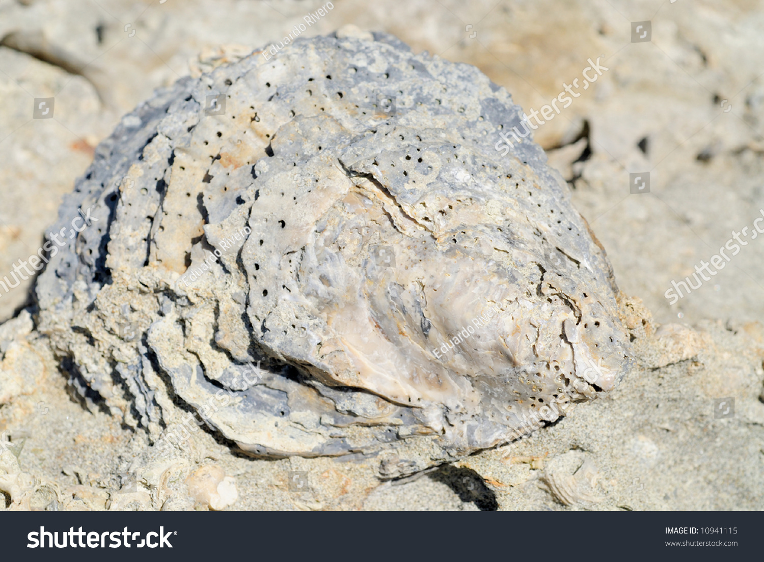 Fossil Oyster Stock Photo 10941115 : Shutterstock