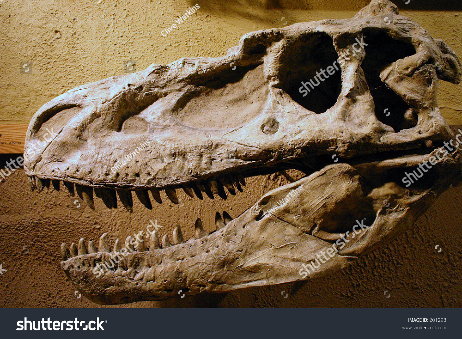 skull headed dinosaur