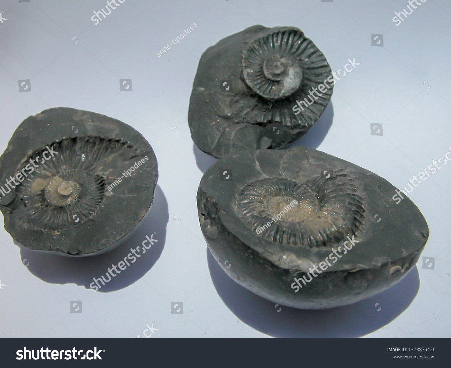 Fossils Open Nodules Exposing Curved Body Stock Photo 1373879426 ...