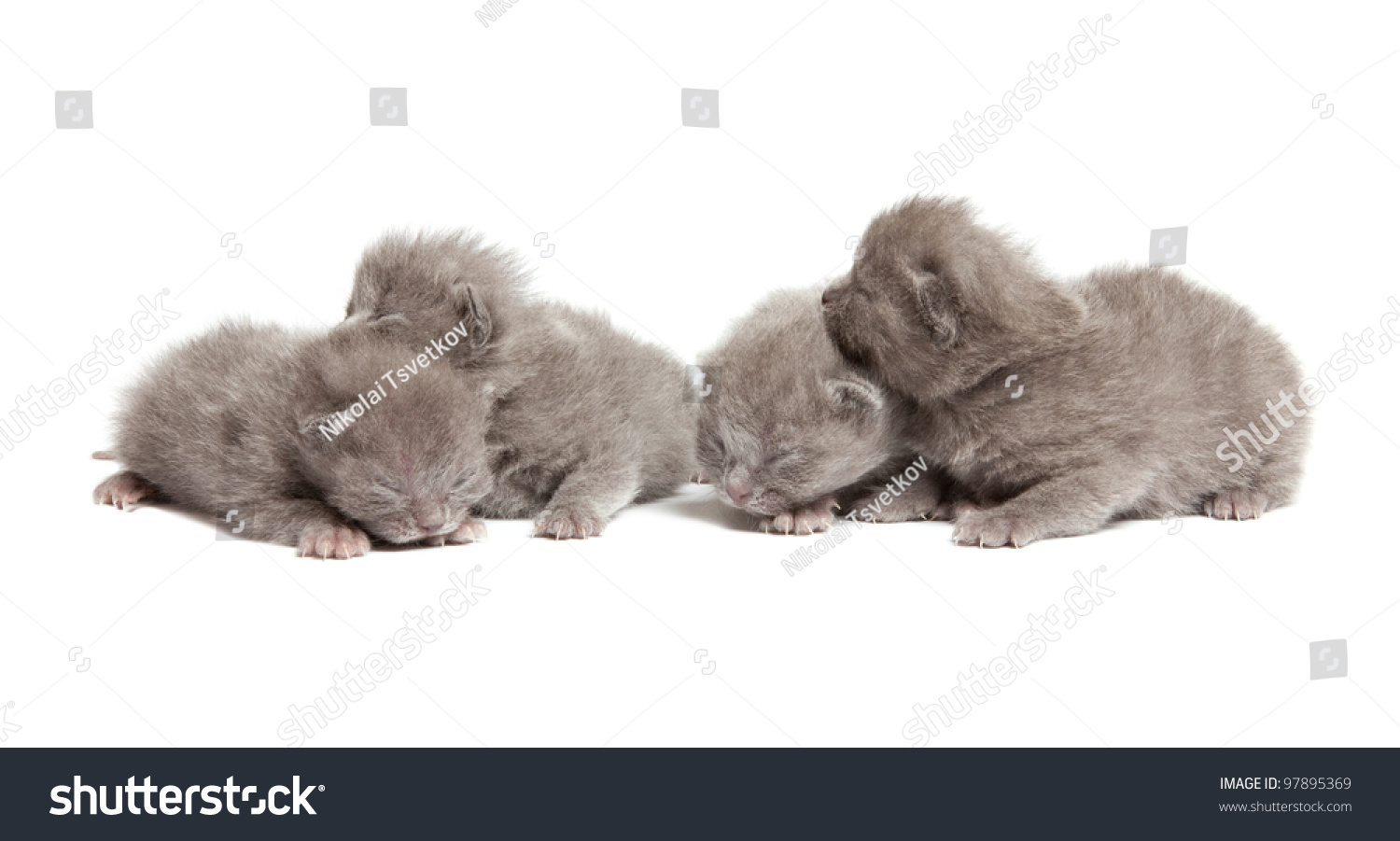 Four British Blue Shorthair Kittens Isolated Stock Photo Edit Now