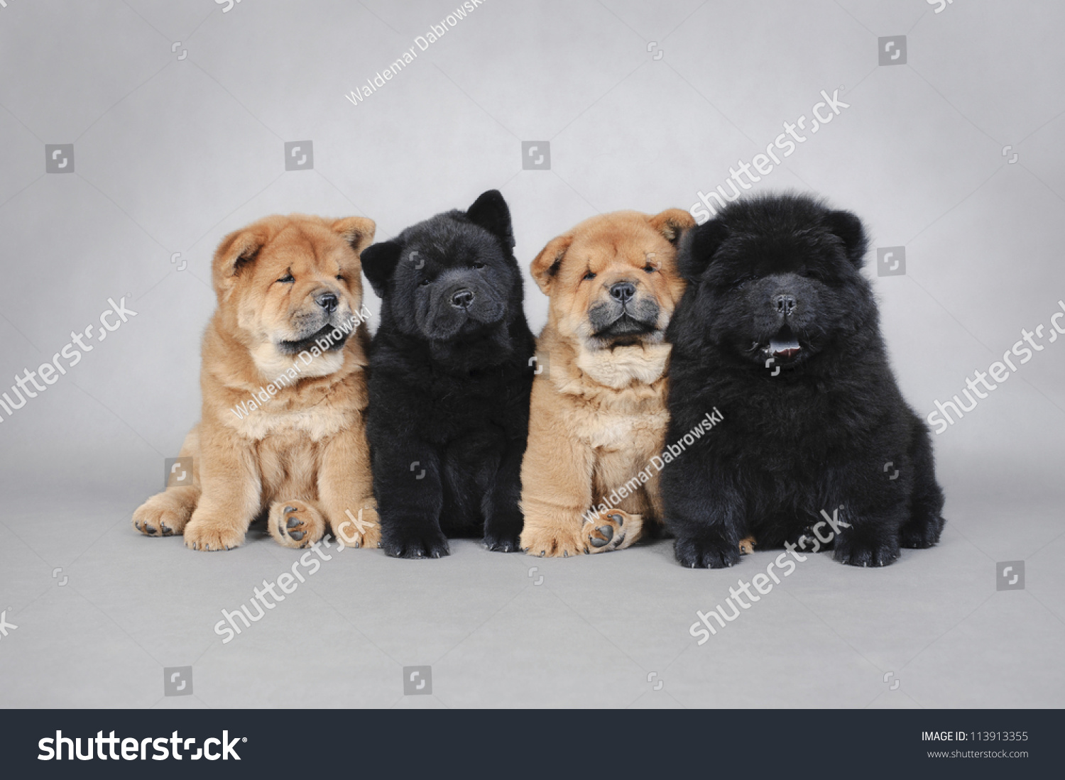 chow chow little