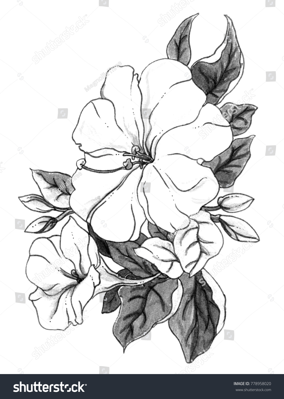 Four Oclock Flower Blossom Isolated Botanical Stock Illustration 778958020