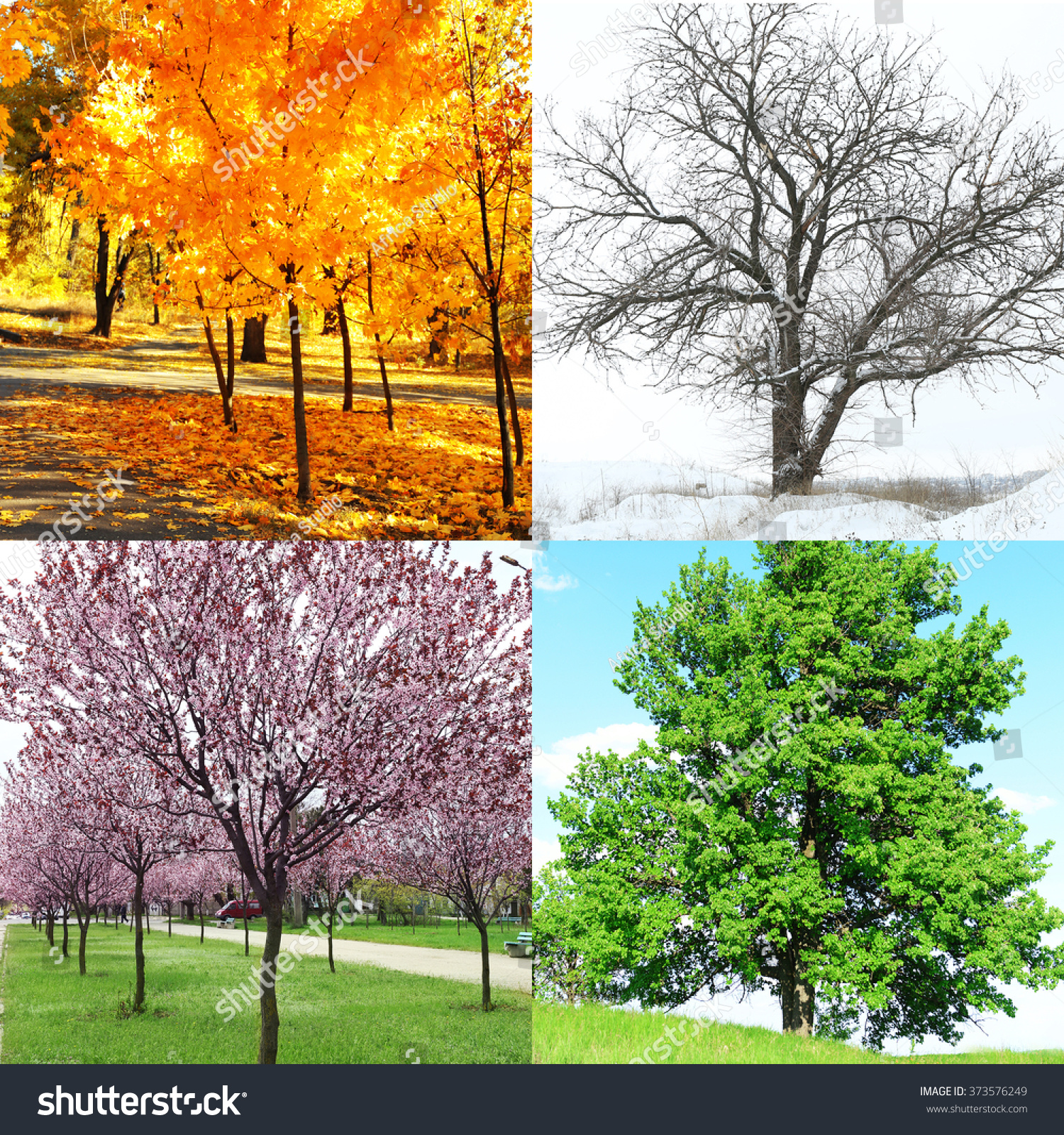 Four Seasons Collage Several Photos Beautiful Stock Photo 373576249 ...