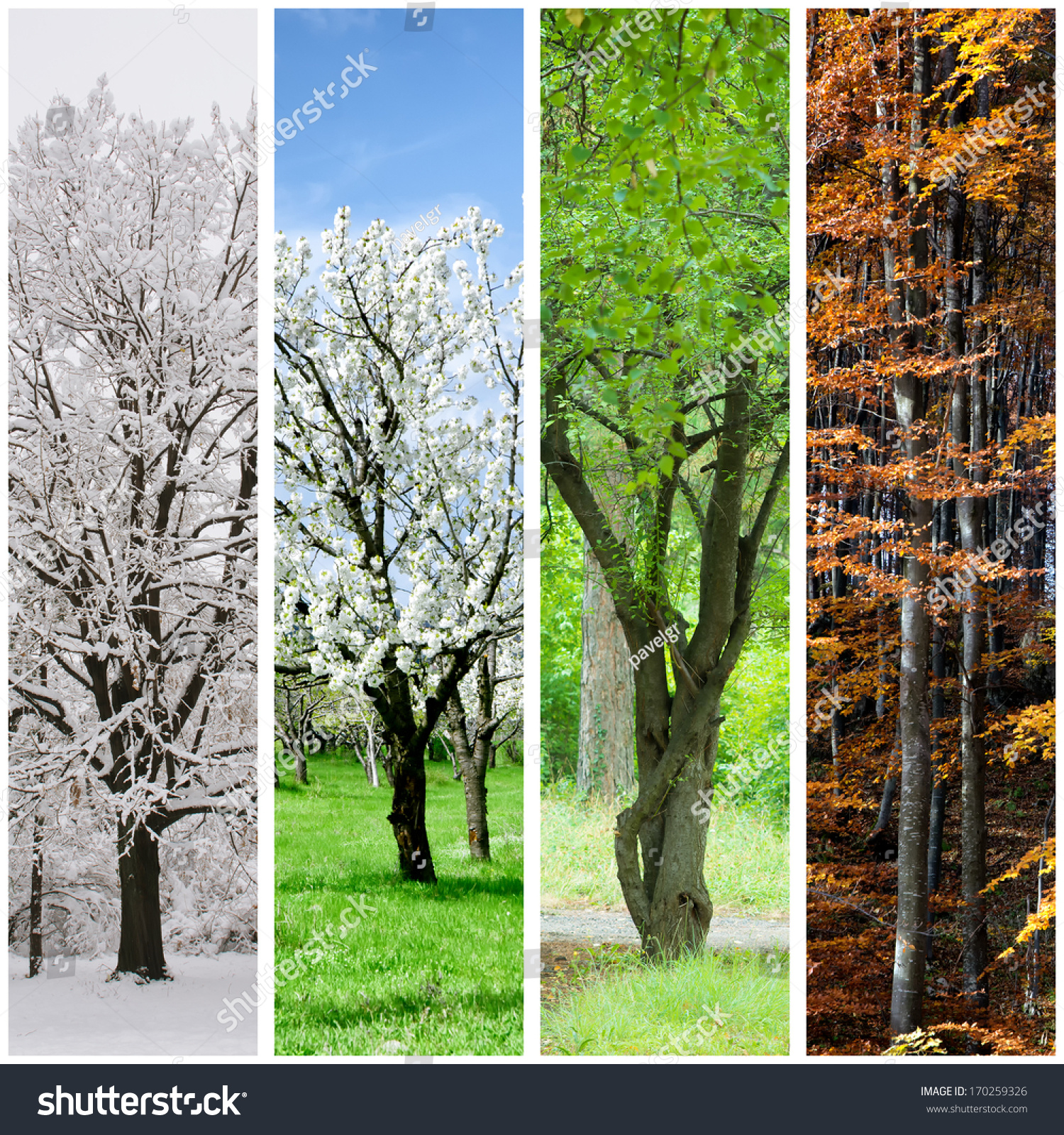 Four Seasons Collage: Winter, Spring, Summer, Autumn. Stock Photo ...