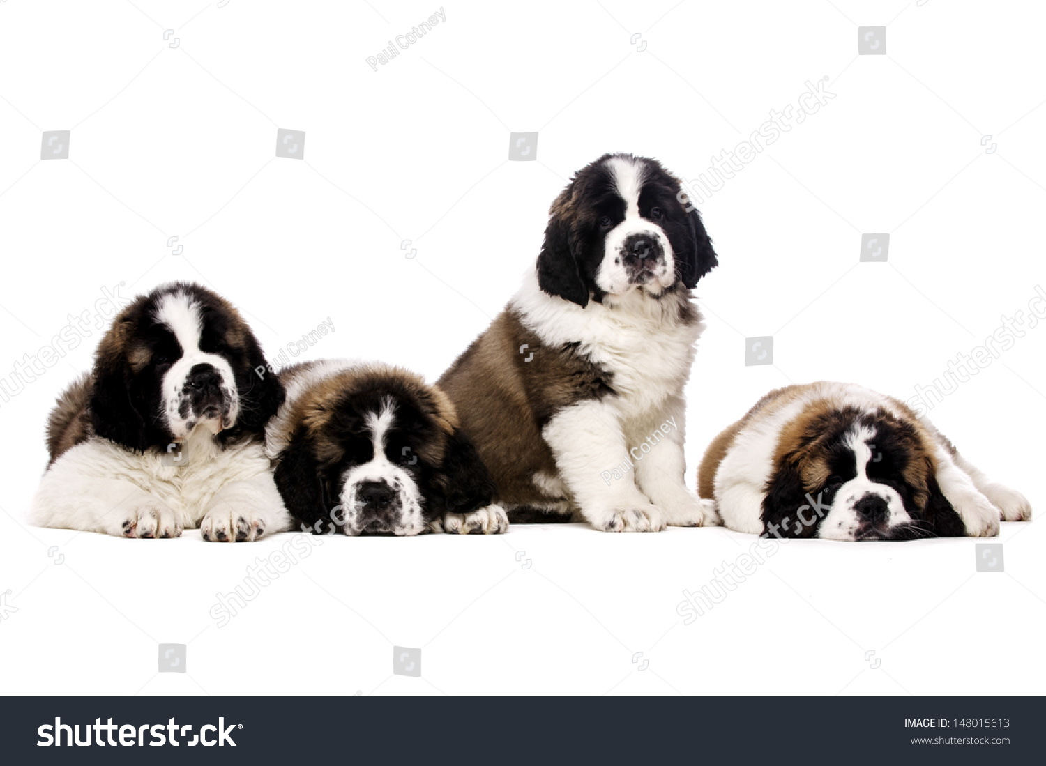 Four St Bernard Puppies Together Isolated On A White Background Stock ...