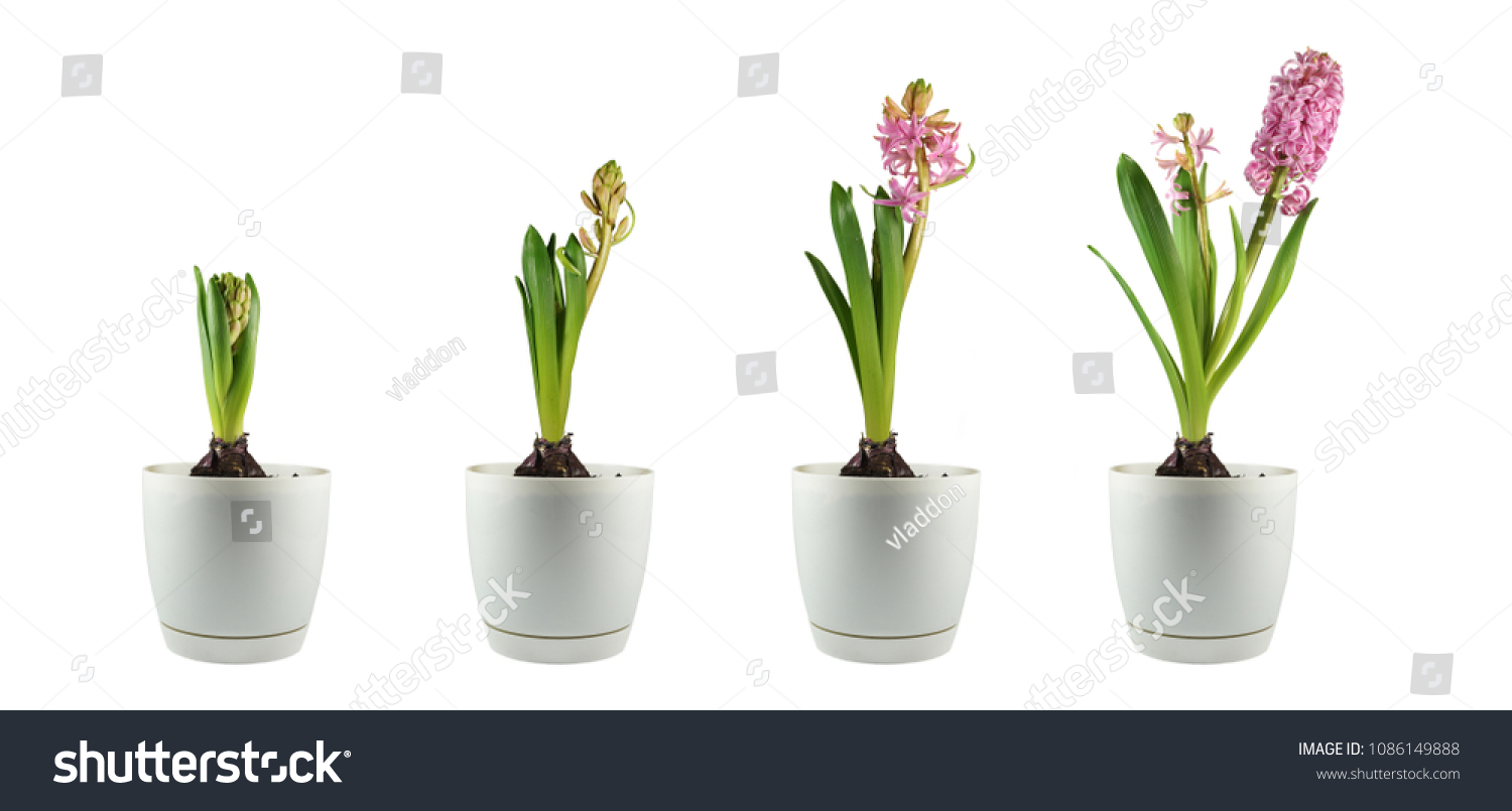 284 Stages growth hyacinth Images, Stock Photos & Vectors | Shutterstock