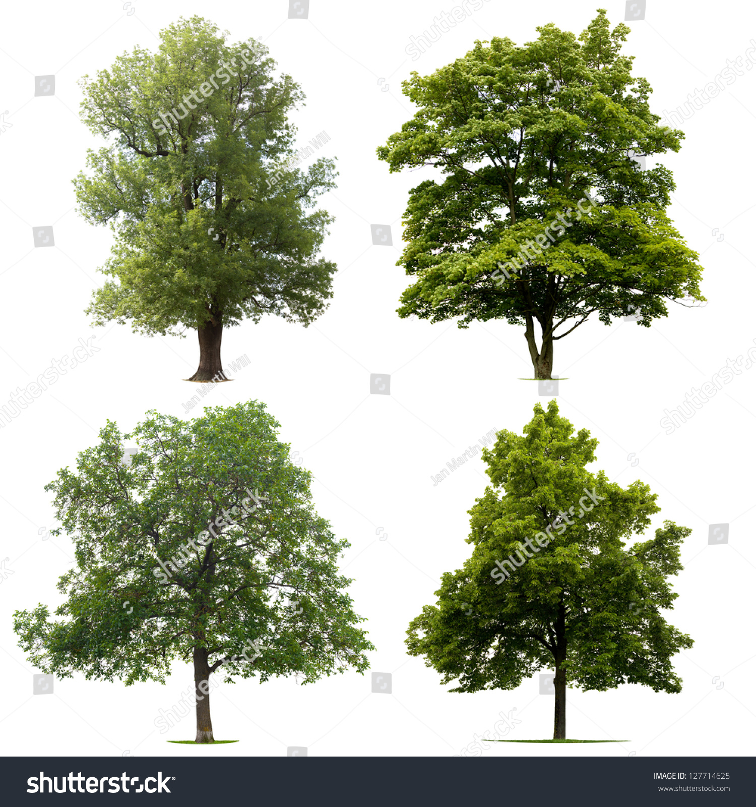 Four Trees Isolated On White Background Stock Photo 127714625 ...