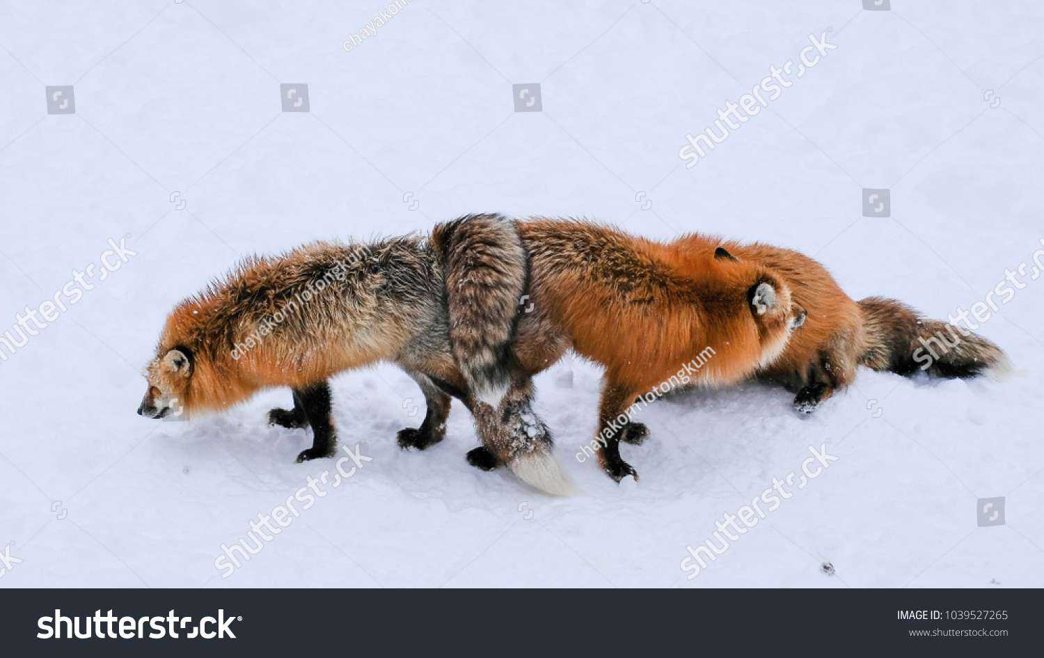 Fox sex in Alexandria