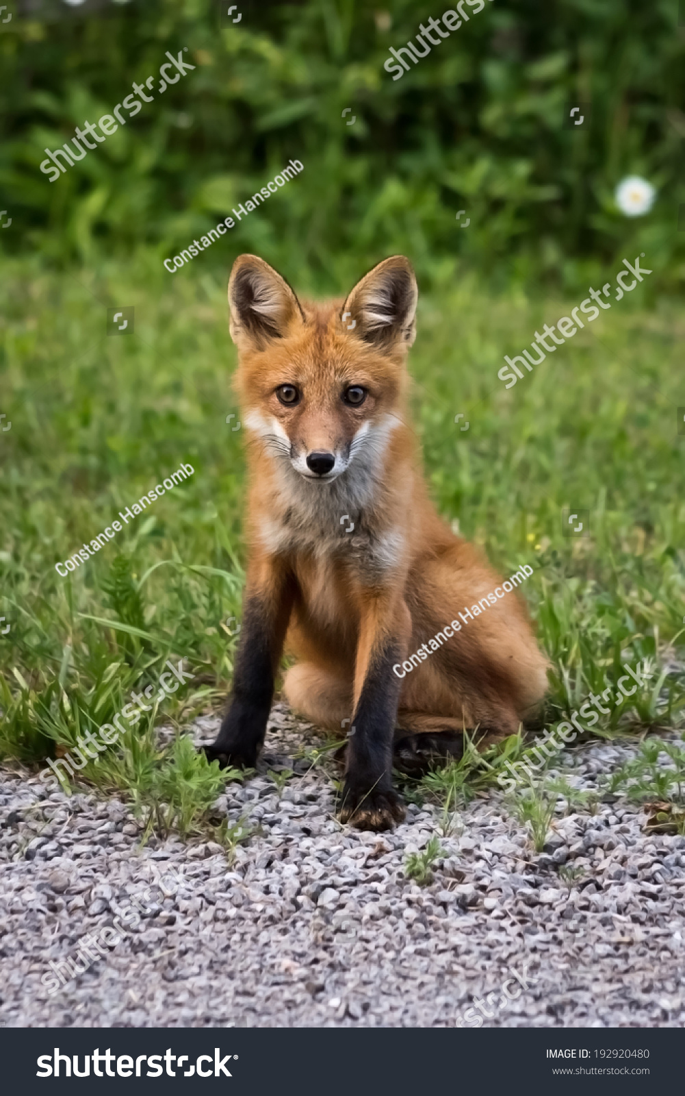 Fox Cub Sitting By Side Road Stock Photo Edit Now