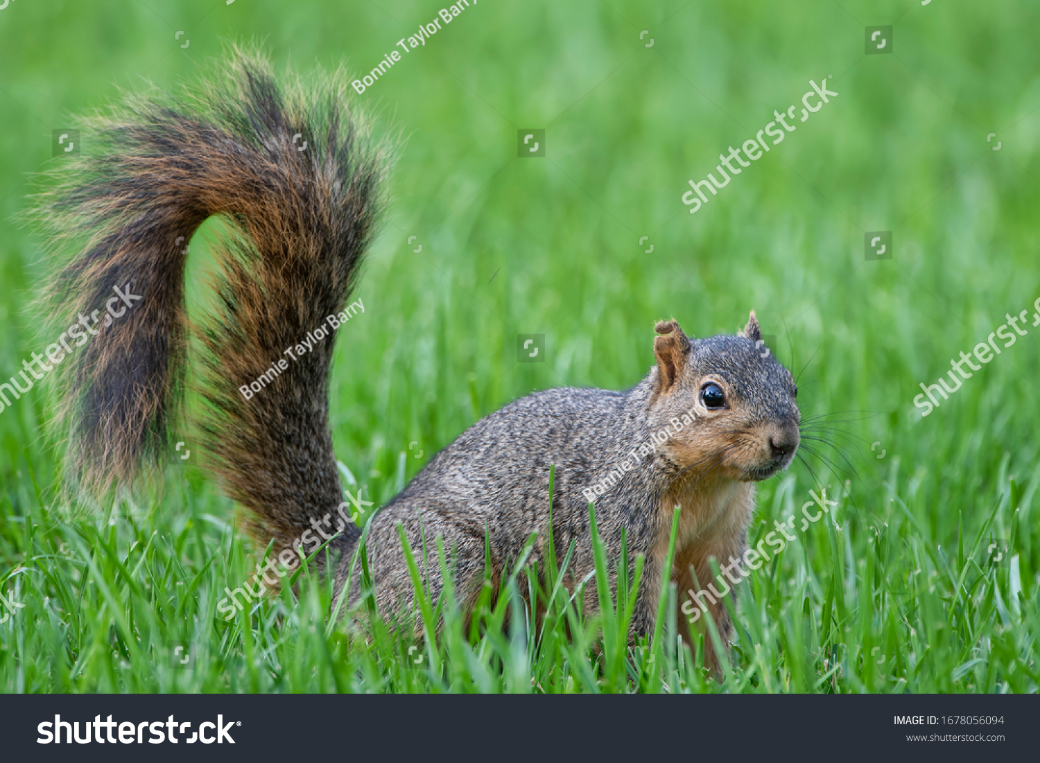 18-679-bushy-tailed-squirrel-images-stock-photos-vectors-shutterstock