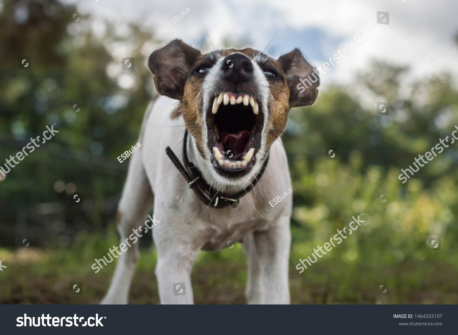 angry terrier