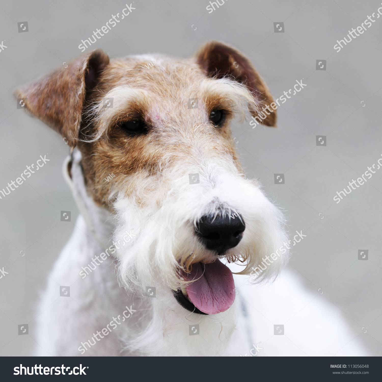 Wire Haired Terrier Images Stock Photos Vectors Shutterstock   Stock Photo Fox Terrier Portrait Over Gray Background 113056048 