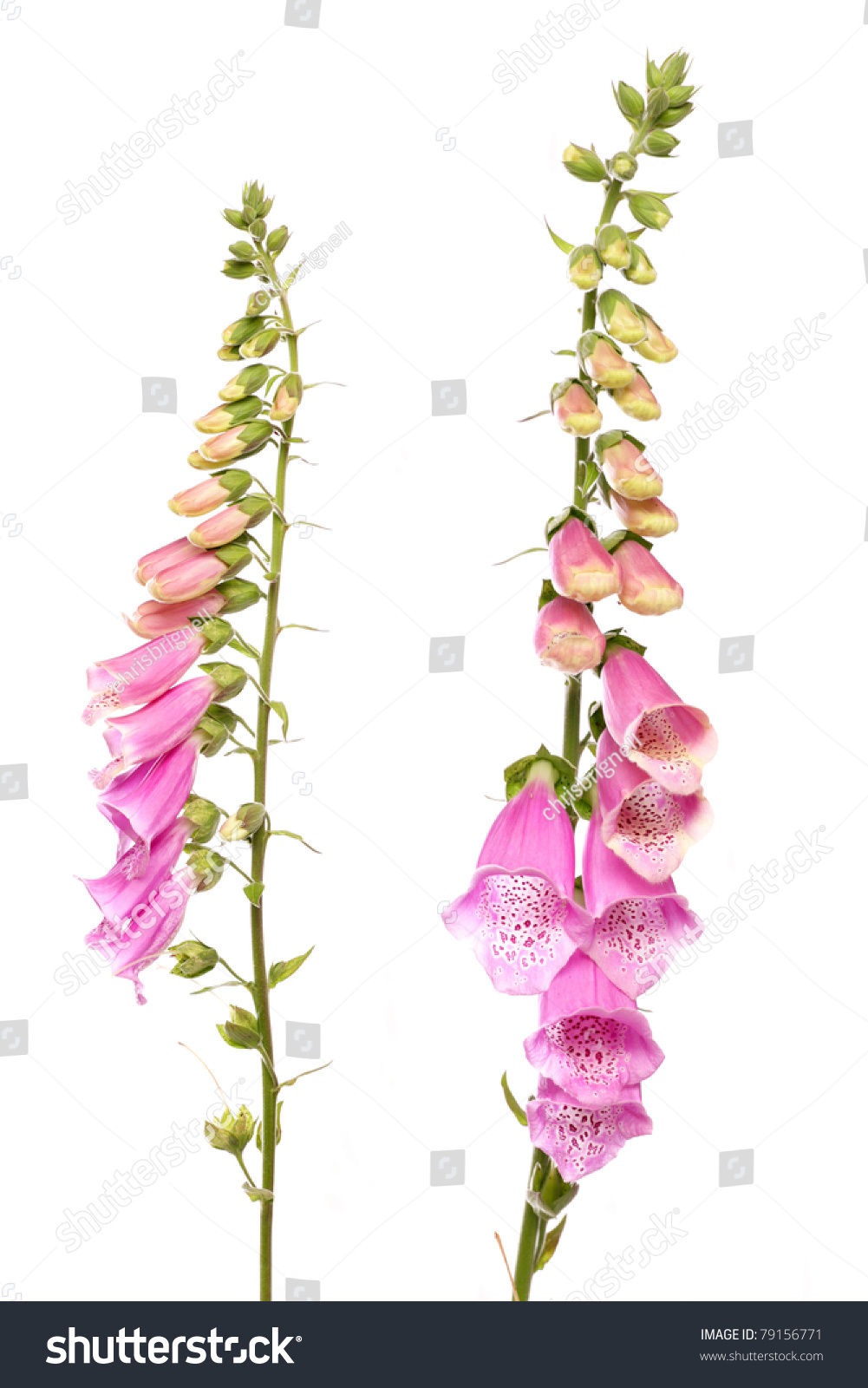 Foxglove Flower Isolated On White Background Stock Photo 79156771 ...