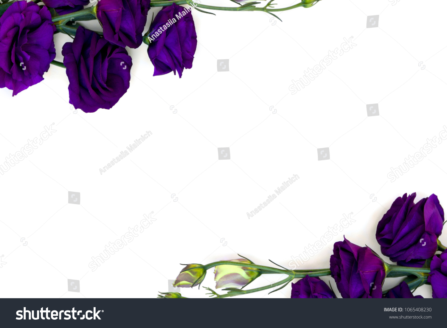 Frame Violet Flowers Eustoma Common Names Stock Photo Edit Now