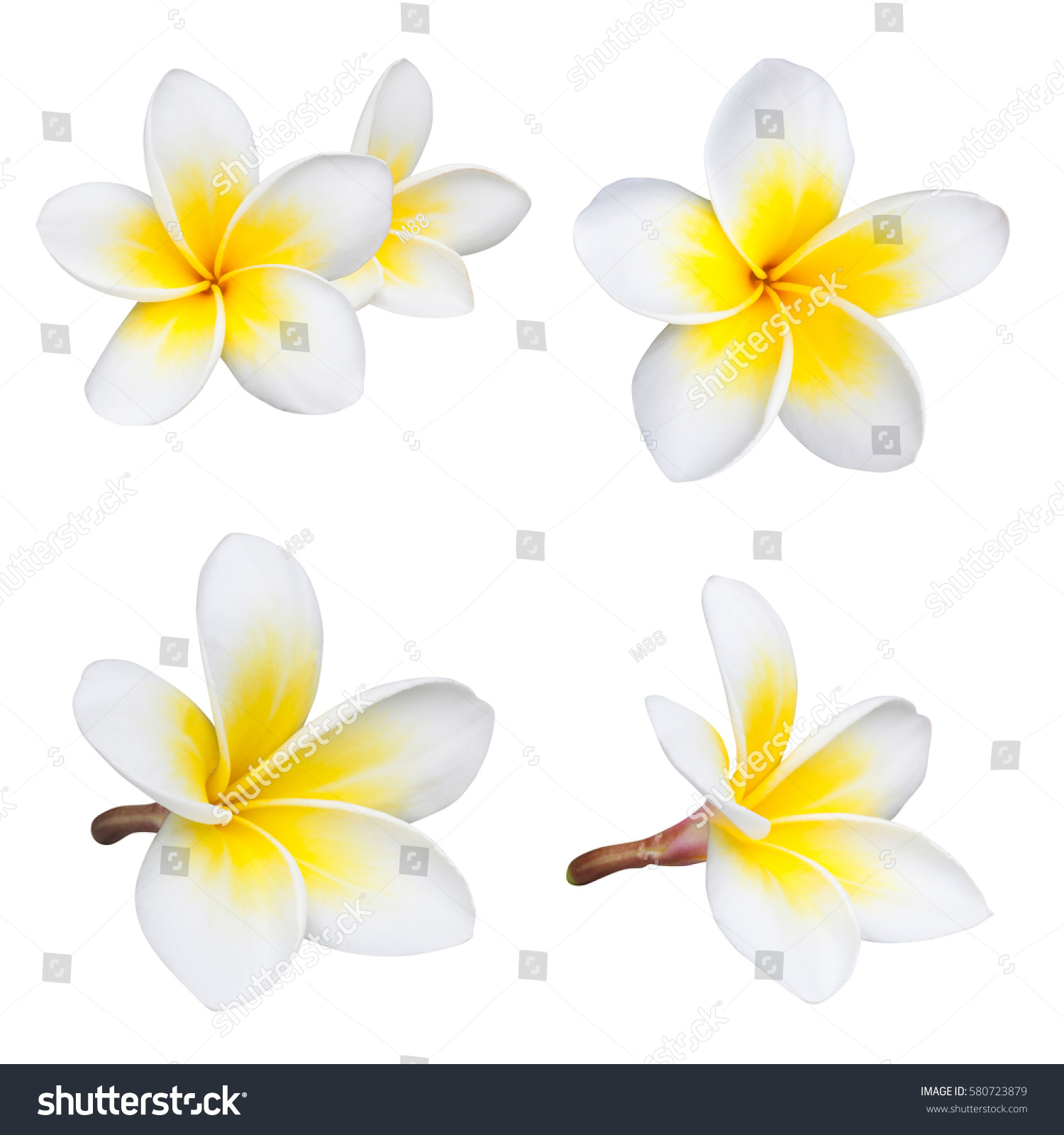 234,954 Frangipani Images, Stock Photos & Vectors | Shutterstock