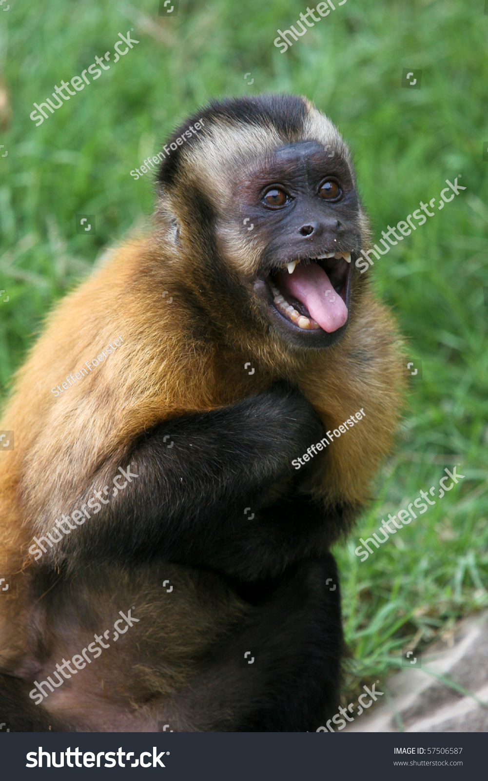 brown tufted capuchin Based on the species and subspecies proposed by groves in 2001 and 2005, robust capuchin monkey taxa include: black-capped, brown or tufted capuchin, sapajus apella guiana brown capuchin, sapajus apella apella. brown tufted capuchin Based on the species and subspecies proposed by groves in 2001 and 2005, robust capuchin monkey taxa include: black-capped, brown or tufted capuchin, sapajus apella guiana brown capuchin, sapajus apella apella.