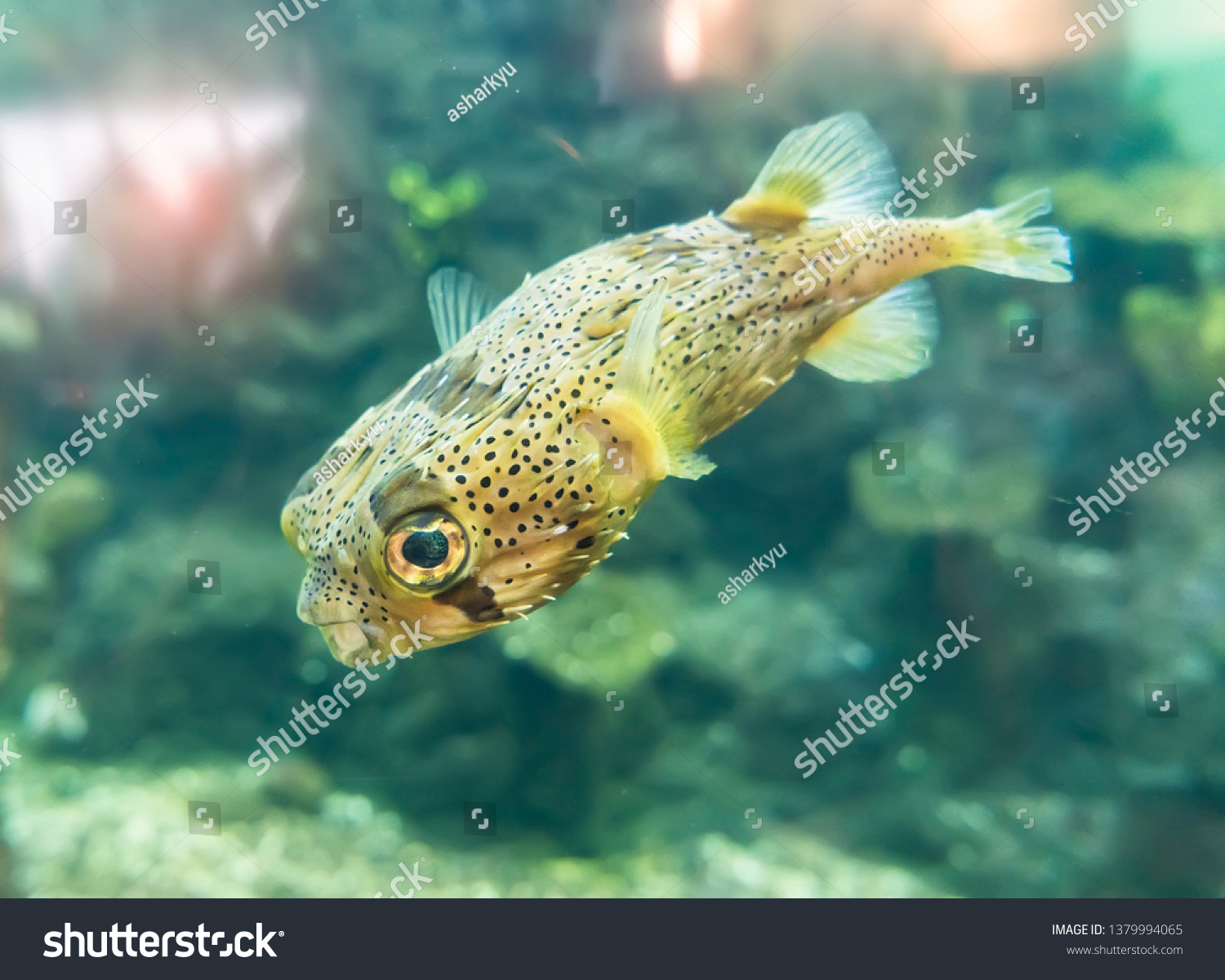 84 Spot fin porcupine fish Images, Stock Photos & Vectors Shutterstock