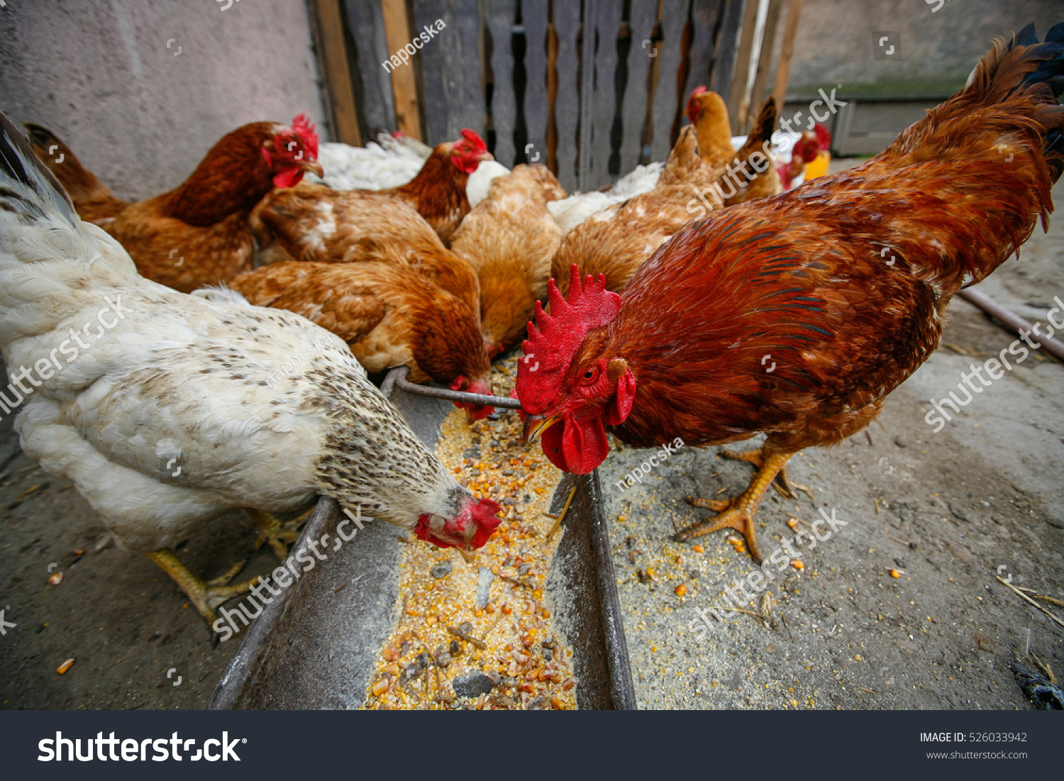 養鶏場でトウモロコシを食べる自由な鶏 の写真素材 今すぐ編集
