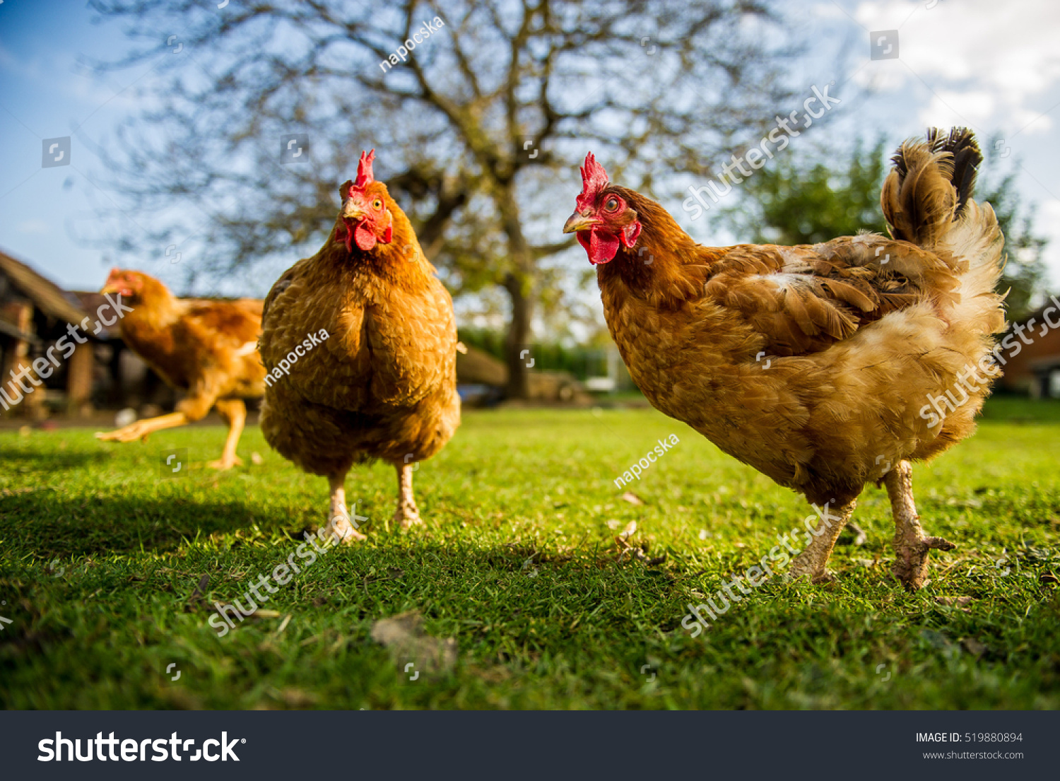 伝統的な養鶏場の無料鶏 の写真素材 今すぐ編集