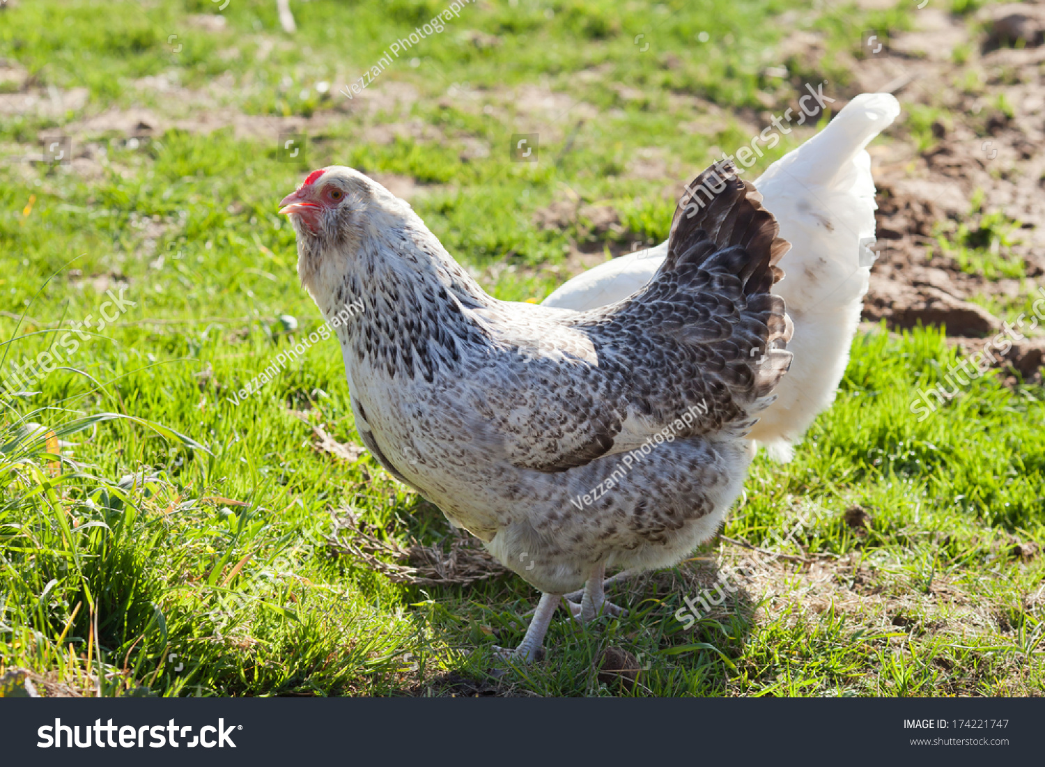 free-range-chickens-eating-stock-photo-174221747-shutterstock