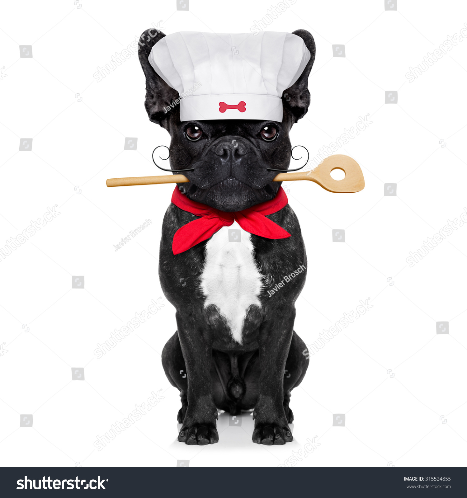French Bulldog Dog Chef Cook With Kitchen Spoon In Mouth, Isolated On ...