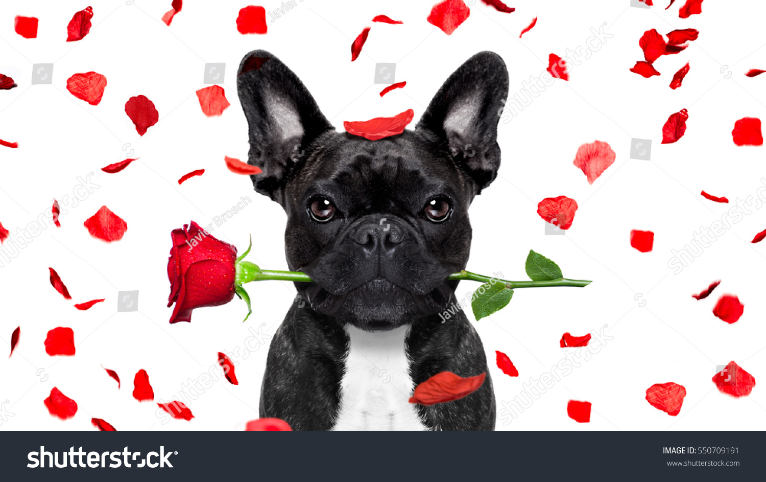 French Bulldog Dog Crazy Silly Love Stock Photo 550709191 - Shutterstock