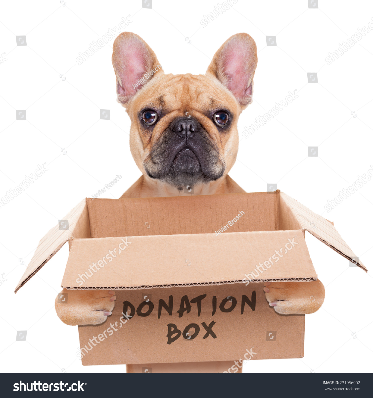 French Bulldog Dog Holding Donation Box Stock Photo (Edit