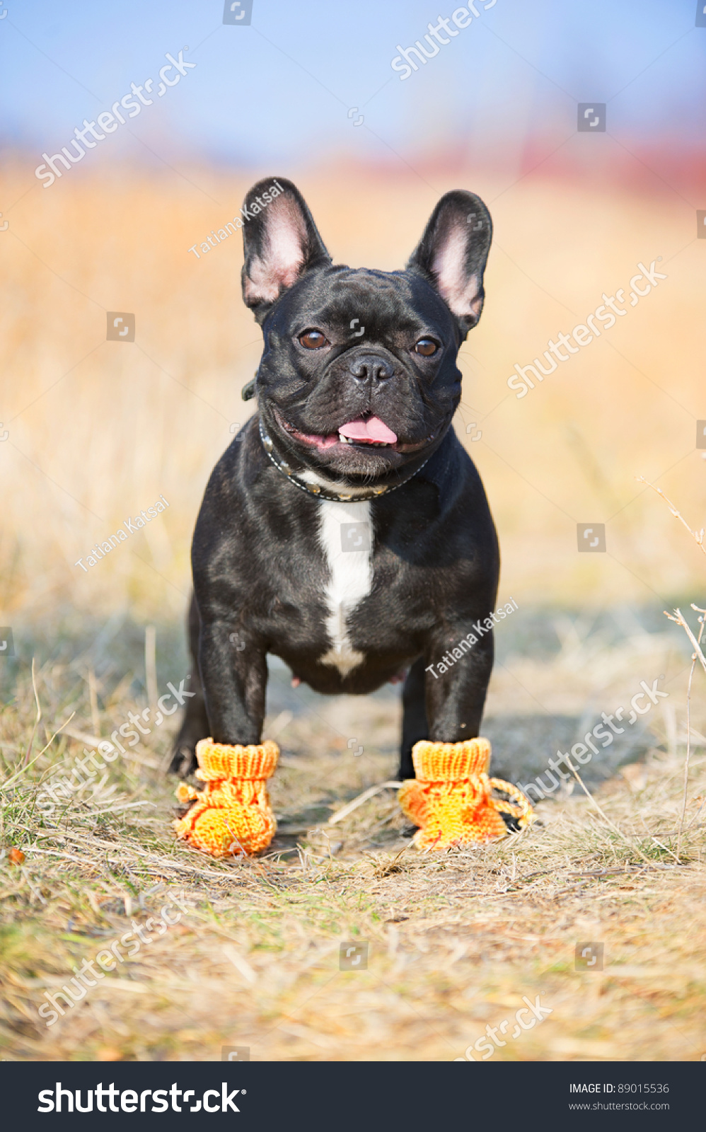 bulldog booties